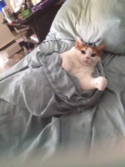 feedmerightmeow:  I’m not bringing your food in the bed. This is not mothers day and you are not a mother.  
