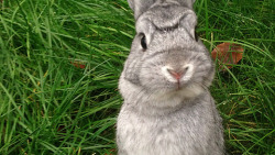 worldofthecutestcuties:  My Netherland Dwarf has a cartoon supervillan monobrow