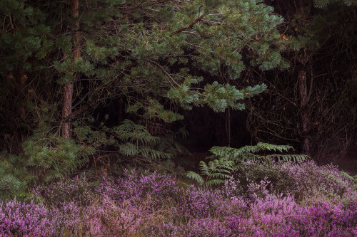 Highlights by Lee Acaster