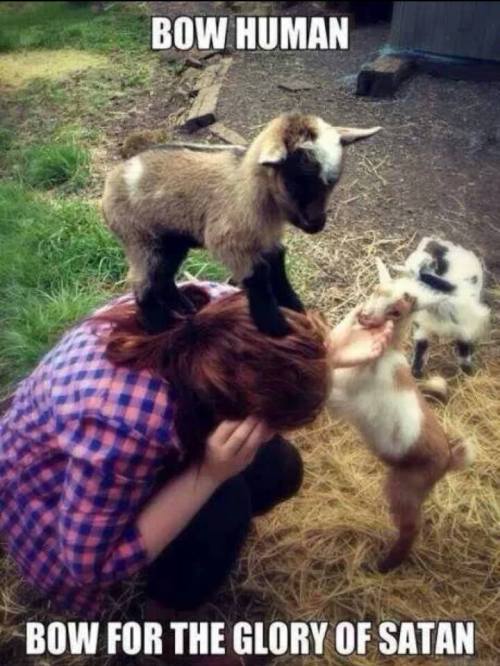 Goats are cute
