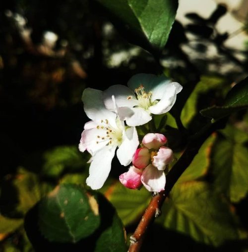 )O( APPLE BLOSSOM MAGIC )O(The plants are giving their last hurrah before fall’s cold fingertips beg