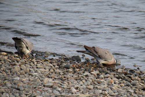 A few city birds. Stockholm, Sweden (May 4, 2022).