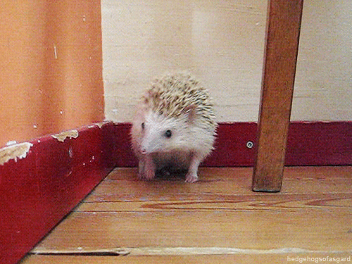 hedgehogsofasgard:  Shake it 