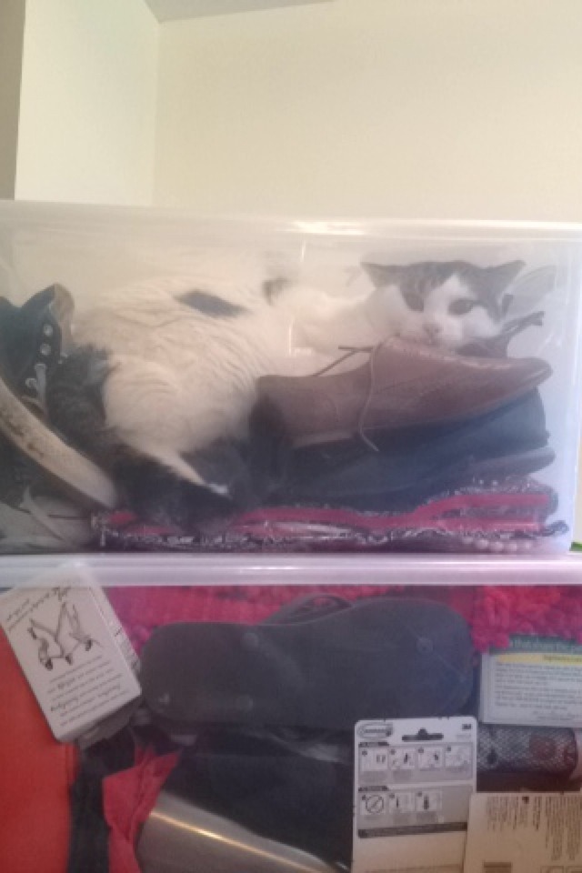 ohhcory:  jennlferlawrence:  kitty is coming to school with me!  good idea 