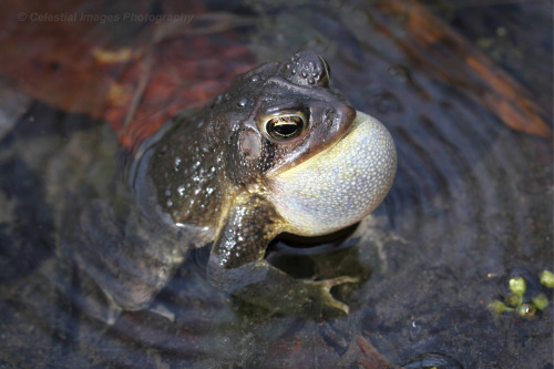 celestialmacros:Ribbit!  (Well, they’re toads, so the sound was actually more of a low ru