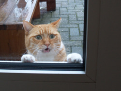 queen-ant:  I left my cat out in the rain for about 0.2 seconds too long, which makes for some interesting facial expressions. very human faces for a cat 