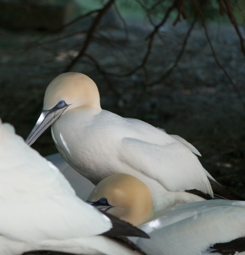 Northern Gannet (Sula bassana) &gt;&gt;by donald_d80