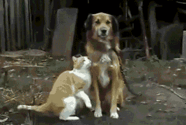 catsdogsgifs:  http://catsdogsgifs.tumblr.com/ 