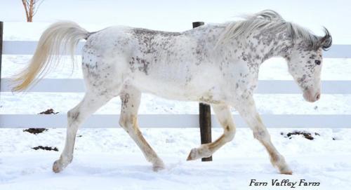 all-the-horses: R Khasper R Classic Touch x PBS Enlace Arabian, Stallion 15hh Born 1996