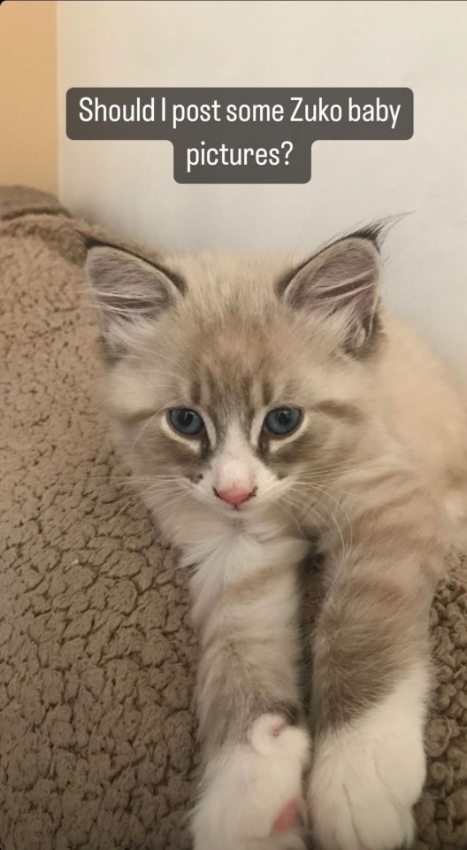 Niki Posted Lots Of Baby Photos Of Zuko And I'm Melting. One Of These Has Also Been Part Of My Header