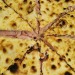 imperfettamentemestessa:ilrobisonoio:crosmataditele:Pizza e mortadellaPorno😱 potrei uccidere per molto meno…celafacciocelafacciocelafaccio! 