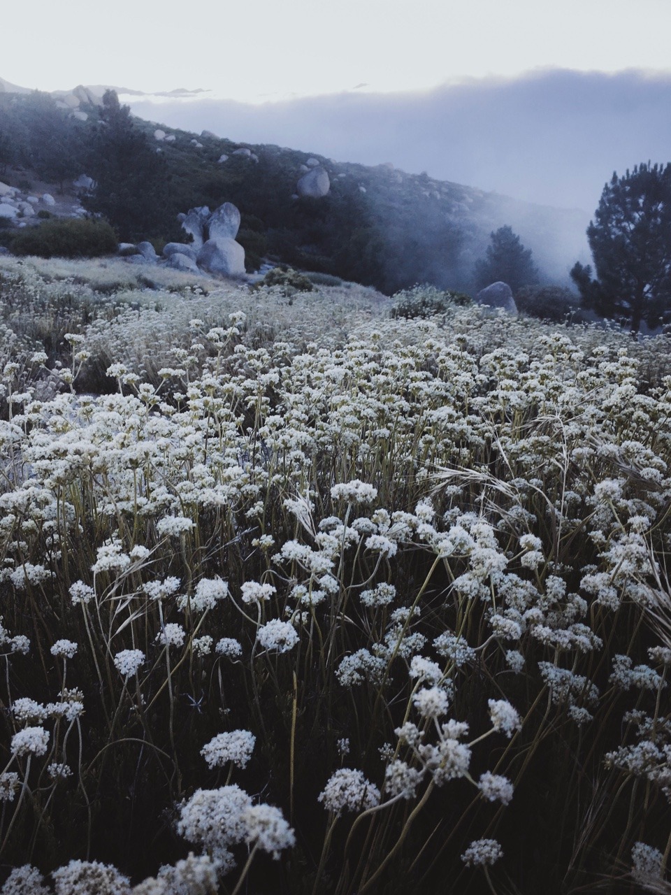 rononie: Sunrise / Idyllwild, ca