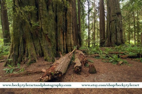 Redwoods, Northern California. Prints available on @etsy. Link in my bio. #redwood #redwoods #jeremi