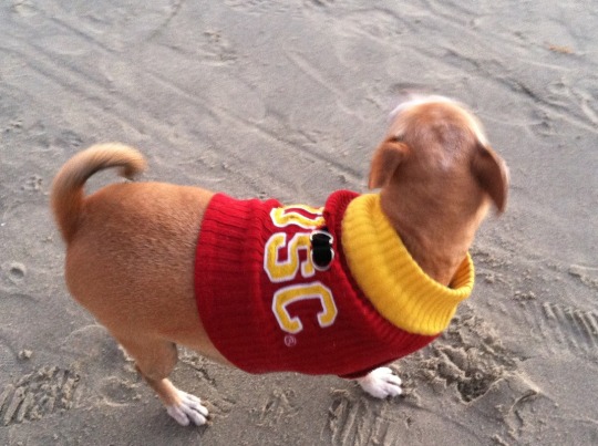 usc dog jersey