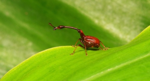 sinobug:Leaf-rolling or Giraffe Weevil (Paracycnotrachelus or Cycnotrachelus sp., Attelabidae), male
