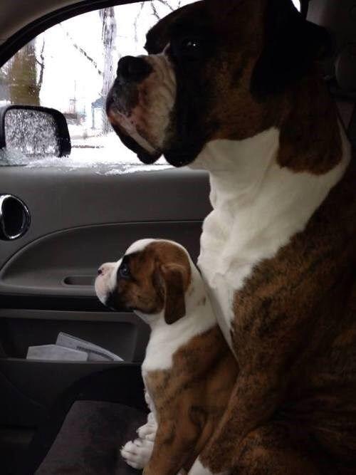 the-personal-quotes:  baby animals? :)