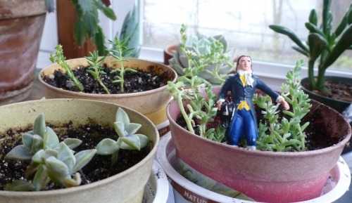 Today&rsquo;s Succulent Saturday presented by French revolutionary journalist Starlux Camille Desmou