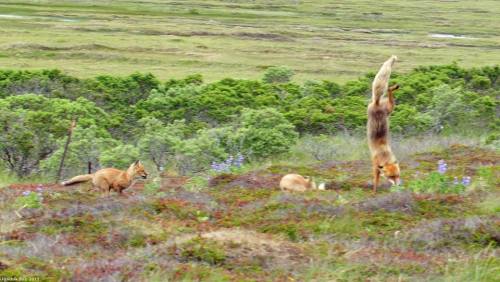 americasgreatoutdoors: Photographer Bob Dreeszen took this photo at Alaska Peninsula National Wildli