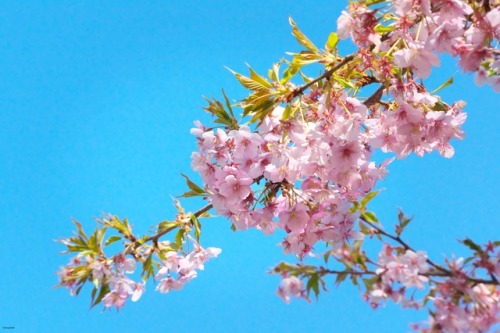 matryokeshi:March 10, 2017. Sakura blossoms in Tokyo, Japan