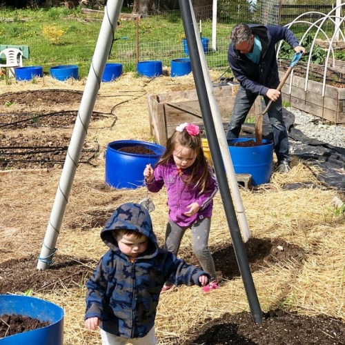 Beautiful day to plant some spuds in potato barrels while the grandkids visit.#plantingtime #plantin