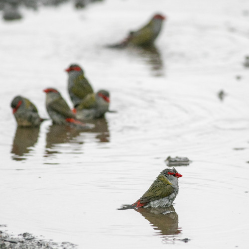 2021:  Red-browed Finches (Neochima temporalis) taking a puddle bath. They have a small, itinerant f