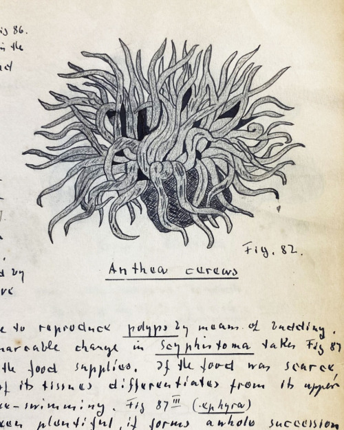 uwmspeccoll: Science Saturday: Evolution ManuscriptThis week we revisit the massive, 11-pound, 650-p