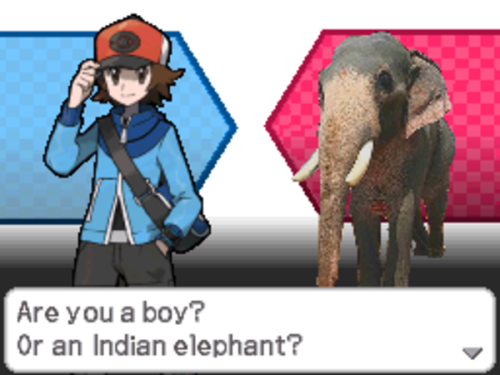 genderoftheday:  Today’s Gender of the day is: Indian elephant.