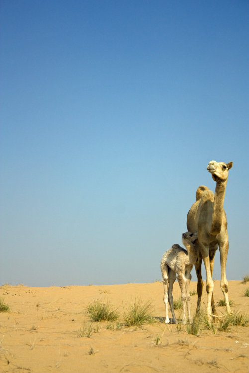 x-enial:Camel with Baby by Rozul 