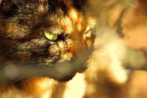 catsnpussys