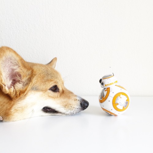 XXX chompersthecorgi:May the Fourth be with you. photo
