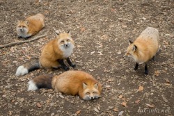 everythingfox:  takemesrsly: everythingfox:   4 beautiful loaves 🍞🍞🍞🍞 Taken from /r/foxes   Toast Yes