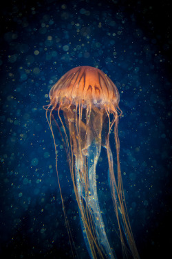 wowtastic-nature:  Jellyfish at Aquarium