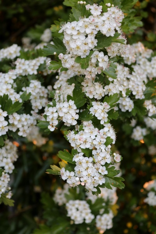  Hawthorn (Crataegus) 