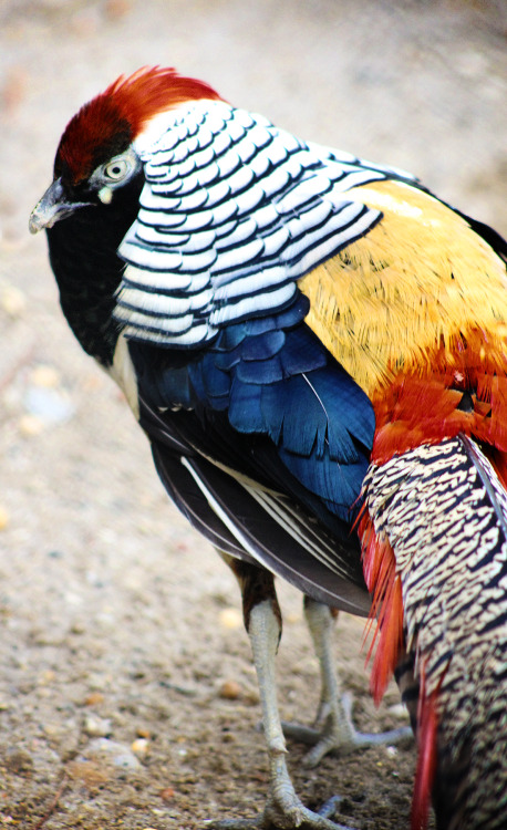 Golden Pheasant *This is my own photography*