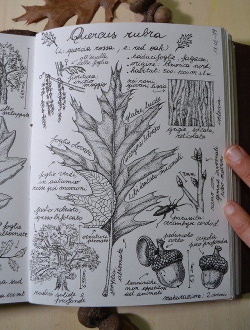 Quercus rubra L. (red oak), from my nature journal