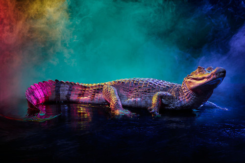 moon83:  Animal Lectures #01 Caiman crocodilus by Andrew McGibbon WWW // Behance // Tumblr 