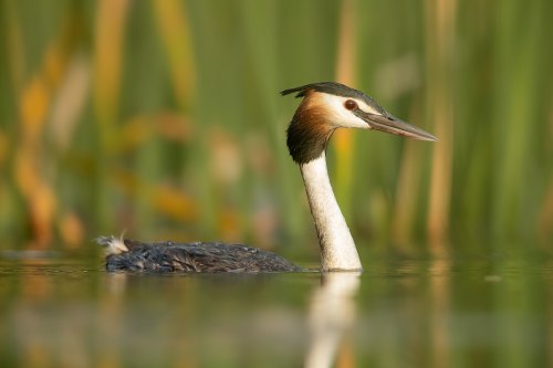 Great crested grebe (Podiceps cristatus)The great crested grebe is a member of the grebe family of w