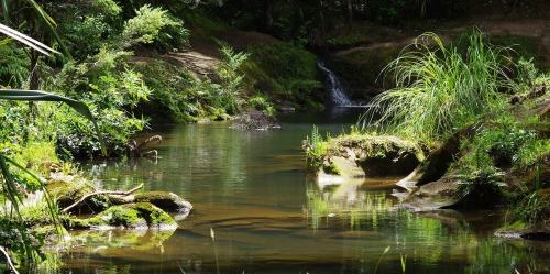 Mokoroa Stream, Goldie Bush, Auckland, NZ. Lovely place for a walk, though the track is quite diffic