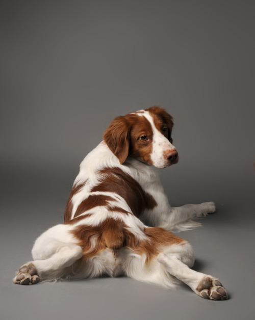 Fonte : Pinterest , Brittany Spaniel  3799f2cf6e418ed6c36b776bedaaa776Posted tinamotta.tumblr.com