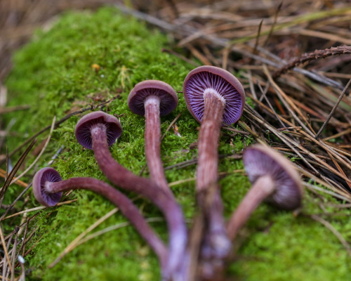 steepravine: Amethyst Deceiver Gorgeousness (Sonoma Coast, California - 1/2016)