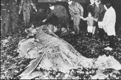 “This corpse washed ashore on Mann’s Hill beach in 1970.  The corpse was about 20 ft long and 