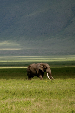 expressions-of-nature:  Ngorongoro Elephant Walking Alone on Crater Floor by: Jon Peters