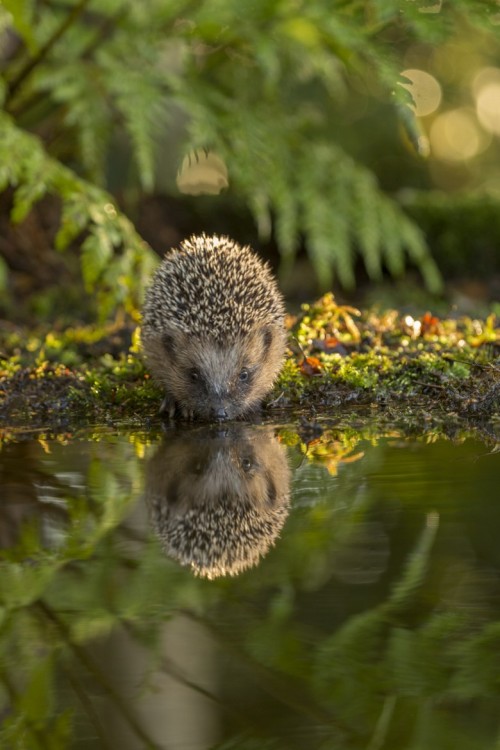 cats-and-stuff:Young hedgehog reflection by Jan Dolfing (via 500px)