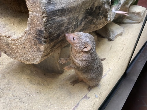 Dwarf mongoose at the Smithsonian National Zoo in Washington D.C.