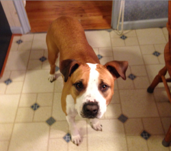 sexular:  denouer:  I never do this, but my family needs your help. this pit bull / boxer mix is named Daisy. she’s a four-year-old very lovable rescue. she needs a new home by the end of this week or my sister’s boyfriend is putting her down. she