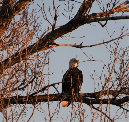 sumbluespruce: Bald eagle kind of day March 2020 