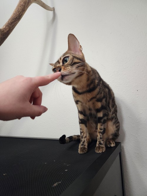 I Feel Like I Don't Give Cheza Enough Credit For What A Good, Sweet Little Kitty She Is. She's Such A