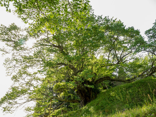 んでもって今撮影会ラストの目的地、佛隆寺の桜でございます。樹令900年のエドヒガンだそうで…すっかり葉桜ではございましたがそれはもう立派なお姿でございました。その後駅にて各自解散。mas