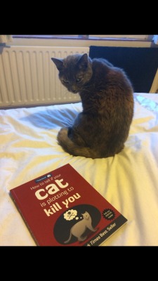 welele:  Creo que sabe lo que estás leyendo.  &lsquo;Cómo saber si tu gato está conspirando para asesinarte&rsquo; 