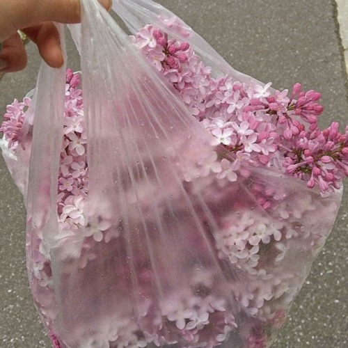 palepinksatin - ♡ Lost Lolita ♡